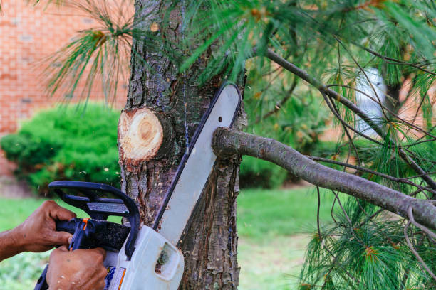 Best Tree Trimming and Pruning  in Salado, TX